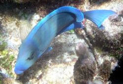 bright colored blue tang swimming at the corral gardens r... by Andrew Kubica 